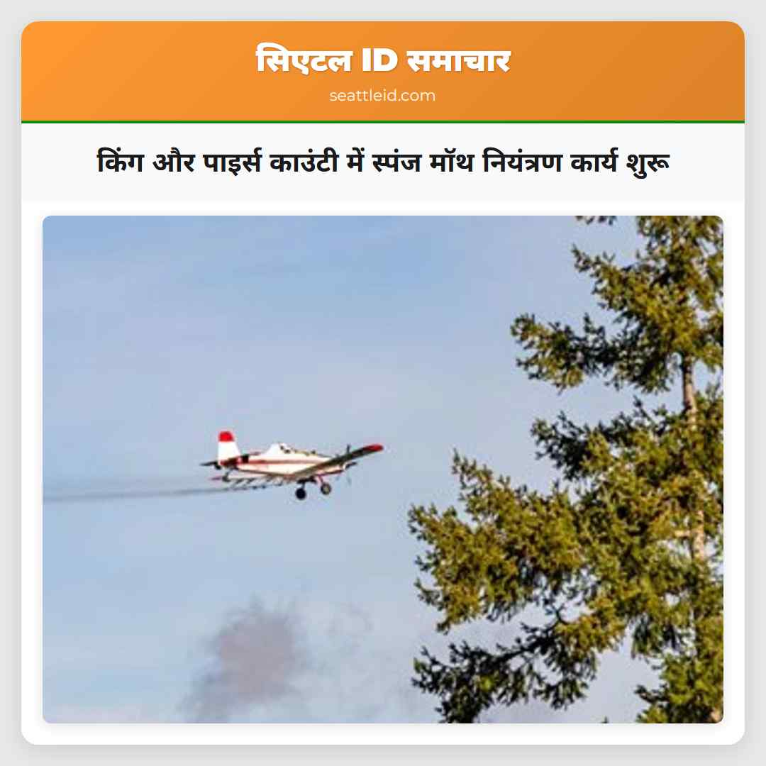 किंग और पाइर्स काउंटी में स्पंज मॉथ नियंत्रण