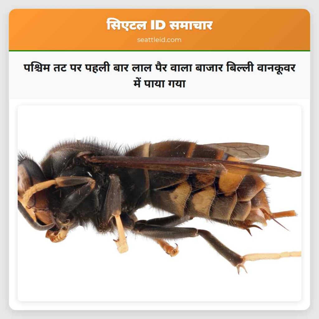 पश्चिम तट पर पहली बार लाल पैर वाला बाजार बिल्ली