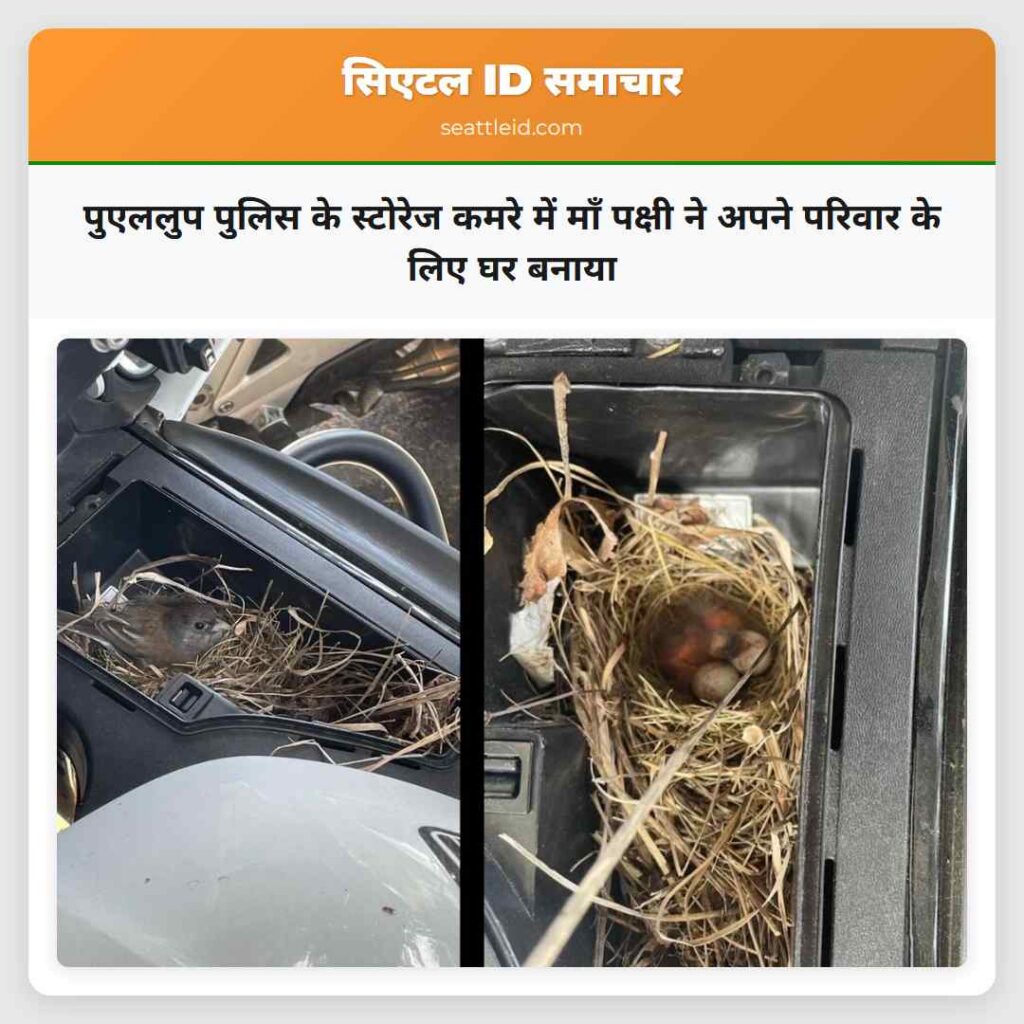 पुएललुप पुलिस के स्टोरेज कमरे में माँ पक्षी ने