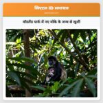 वॉडलैंड पार्क में नए मोंके के जन्म से खुशी
