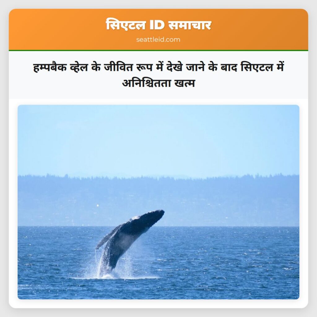 हम्पबैक व्हेल के जीवित रूप में देखे जाने के बाद