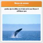 हम्पबैक व्हेल के जीवित रूप में देखे जाने के बाद सिएटल में अनिश्चितता खत्म
