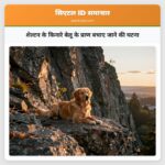 शेल्टन के किनारे बेलू के प्राण बचाए जाने की घटना