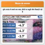 पुगेट साउंड में सबसे कम ज्वार बीचों पर समुद्री जीव दिखाई दे रहे हैं