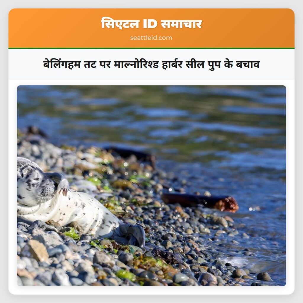 बेलिंगहम तट पर माल्नोरिश्ड हार्बर सील पुप के बचाव