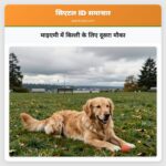 माइएमी में बिल्ली के लिए दूसरा मौका