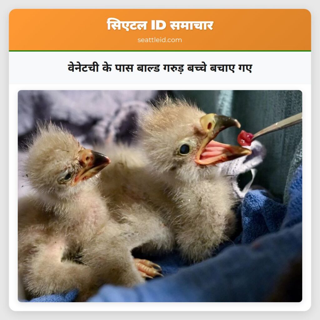 वेनेटची के पास बाल्ड गरुड़ बच्चे बचाए गए