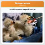वेनेटची के पास बाल्ड गरुड़ बच्चे बचाए गए