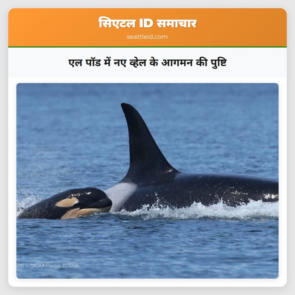 एल पॉड में नए व्हेल के आगमन की पुष्टि