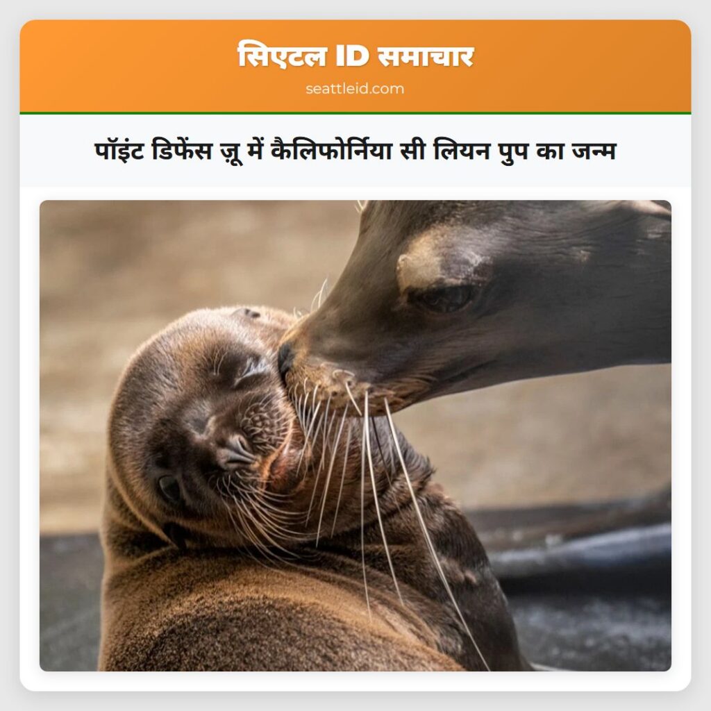 पॉइंट डिफेंस ज़ू में कैलिफोर्निया सी लियन पुप का