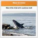 स्किपर के फिर से देखे जाने के आश्चर्यजनक वापसी