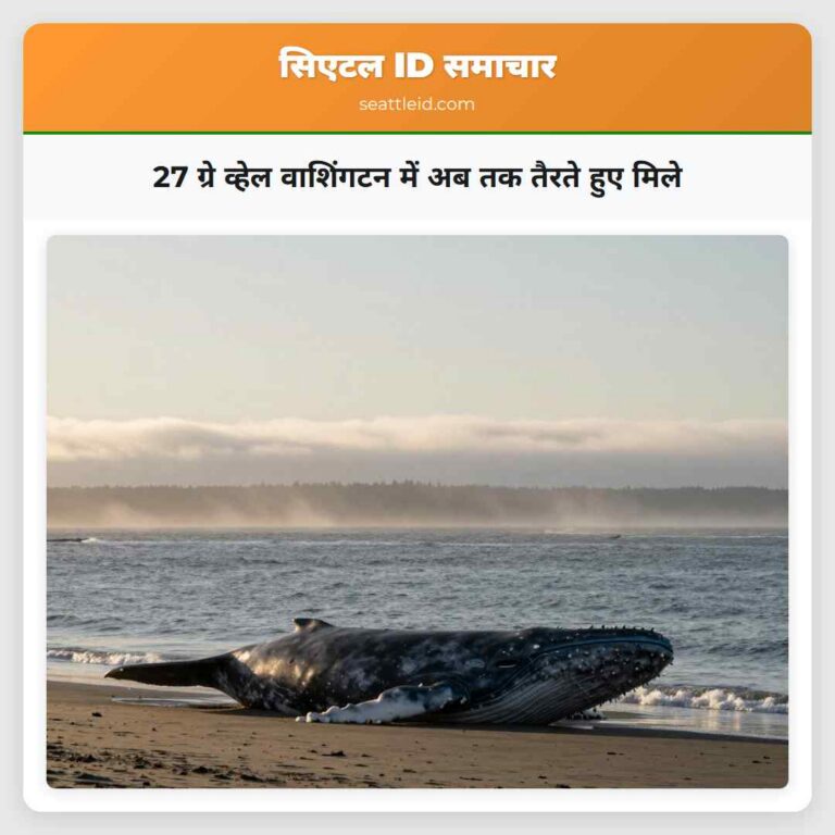 27 ग्रे व्हेल वाशिंगटन में अब तक तैरते हुए मिले