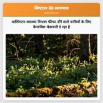 वाशिंगटन स्वास्थ्य विभाग फीफा दौरे वाले यात्रियों के लिए कैनाबिस चेतावनी दे रहा है