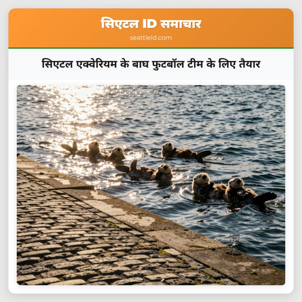 सिएटल एक्वेरियम के बाघ फुटबॉल टीम के लिए तैयार
