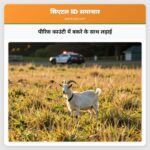 पीरिस काउंटी में बकरे के साथ लड़ाई